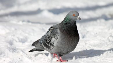 تفسير رؤية الحمام في المنام للعزباء