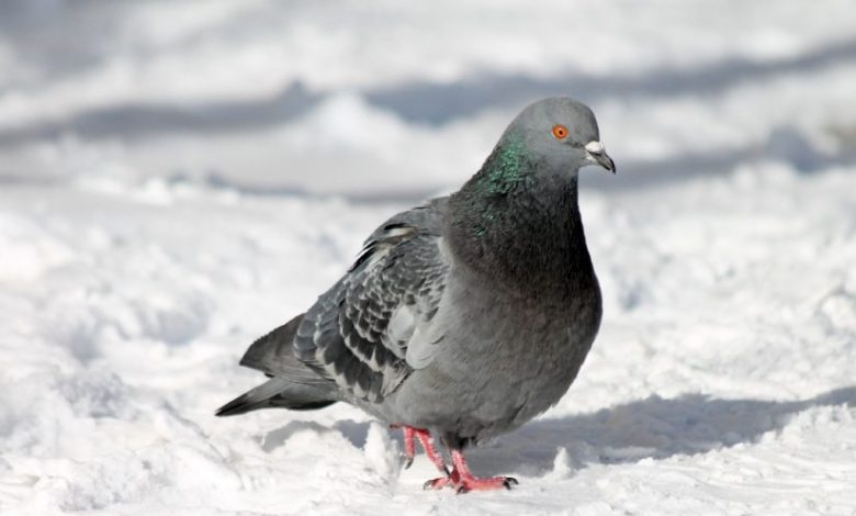 تفسير رؤية الحمام في المنام للعزباء