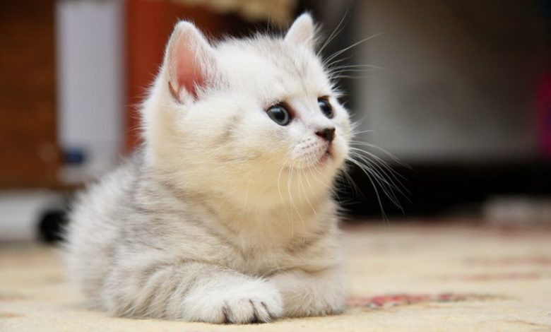 تفسير رؤية القطط في المنام لابن سيرين