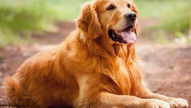 تفسير رؤية الكلاب في المنام