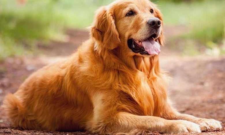 تفسير رؤية الكلاب في المنام