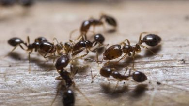 تفسير رؤية النمل على الحائط في المنام