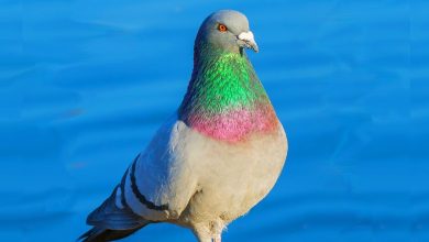 تفسير رؤية طيور الحمام في المنام