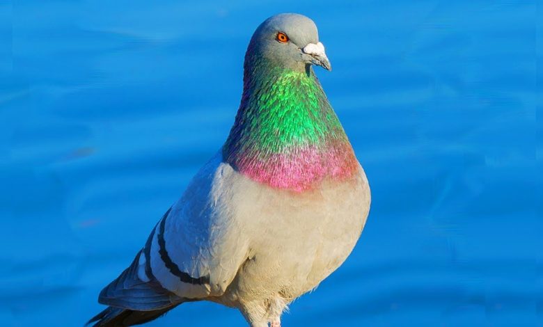 تفسير رؤية طيور الحمام في المنام