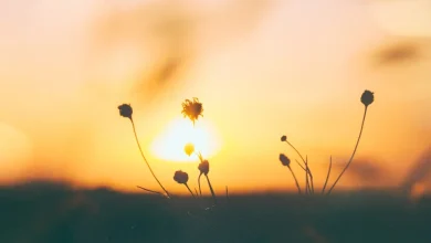 خلفيات hd من الطبيعة