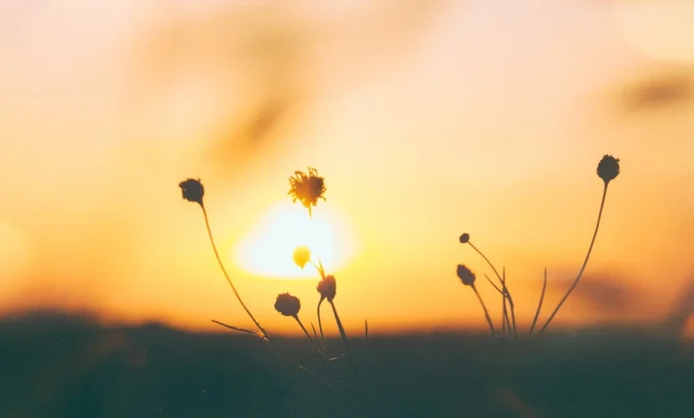 خلفيات hd من الطبيعة