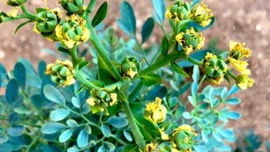 فوائد زيت الشذاب