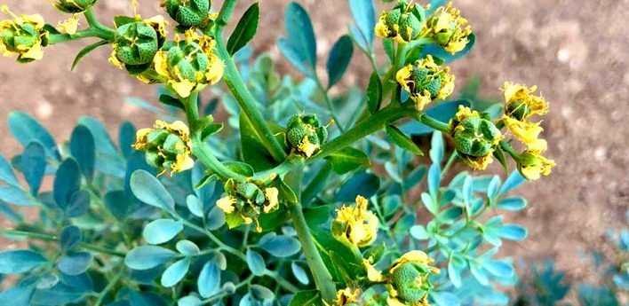 فوائد زيت الشذاب