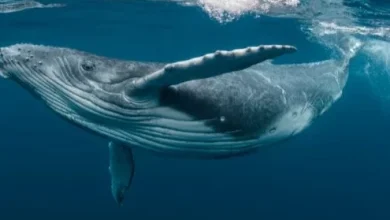 معلومات عن الحوت الأزرق