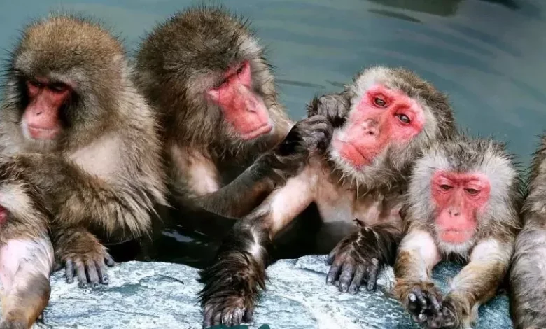 معلومات عن القرود