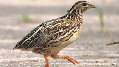 معلومات عن طائر السمان