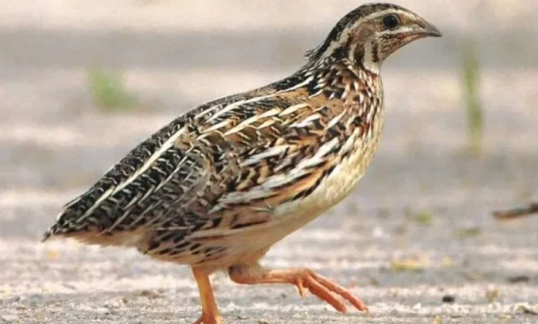 معلومات عن طائر السمان