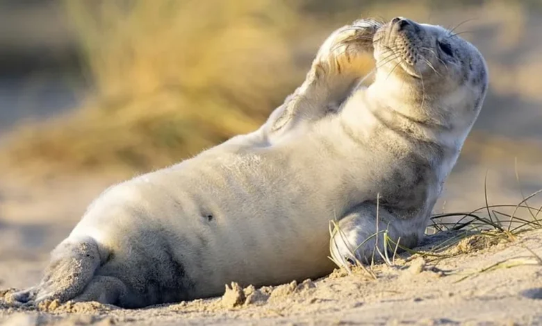 معلومات عن كلب البحر