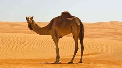 معلومات غريبة عن الإبل