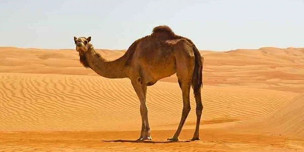 معلومات غريبة عن الإبل