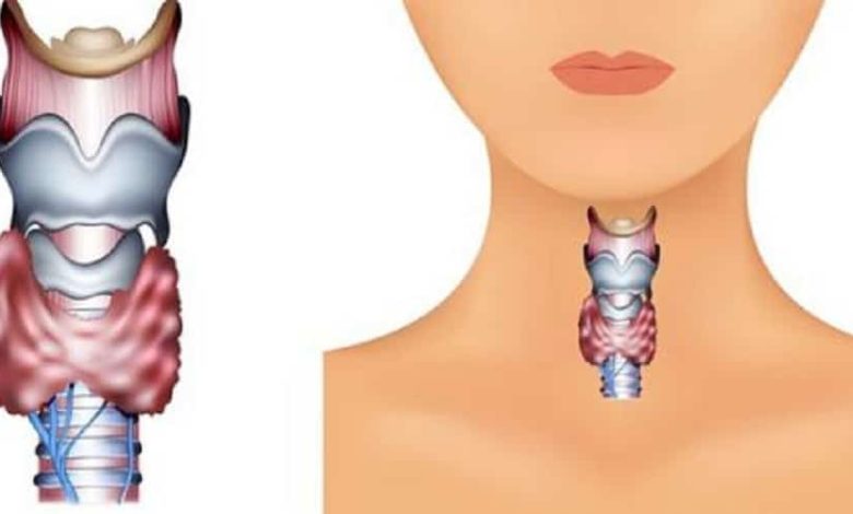 كيفية تنشيط الغدة الدرقية لحرق الدهون
