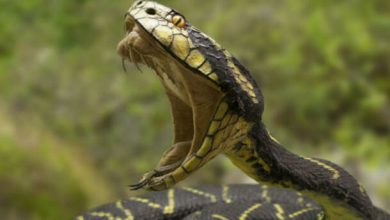 هل ينتقم الثعبان من قاتله