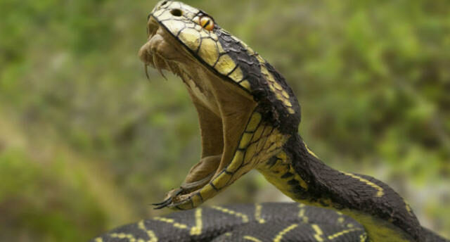 هل ينتقم الثعبان من قاتله