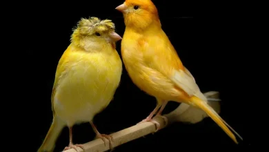 طائر الكناري