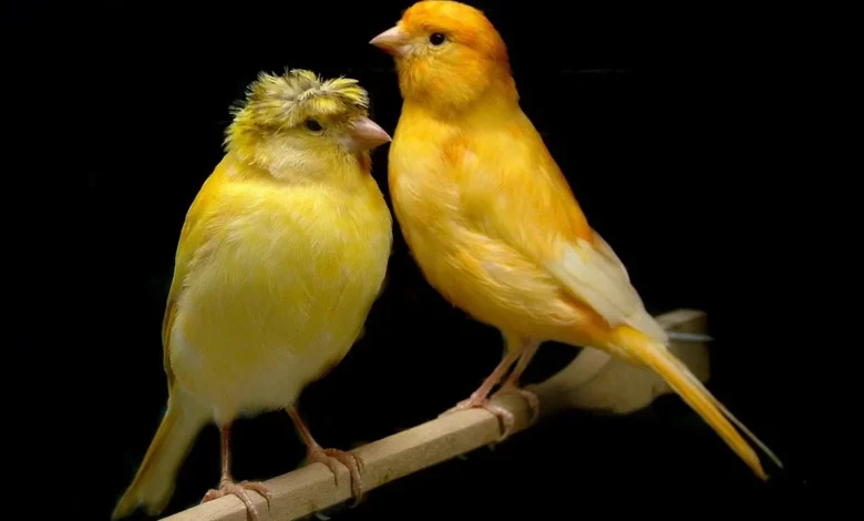 طائر الكناري