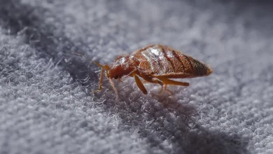 طريقة القضاء على البق نهائياً