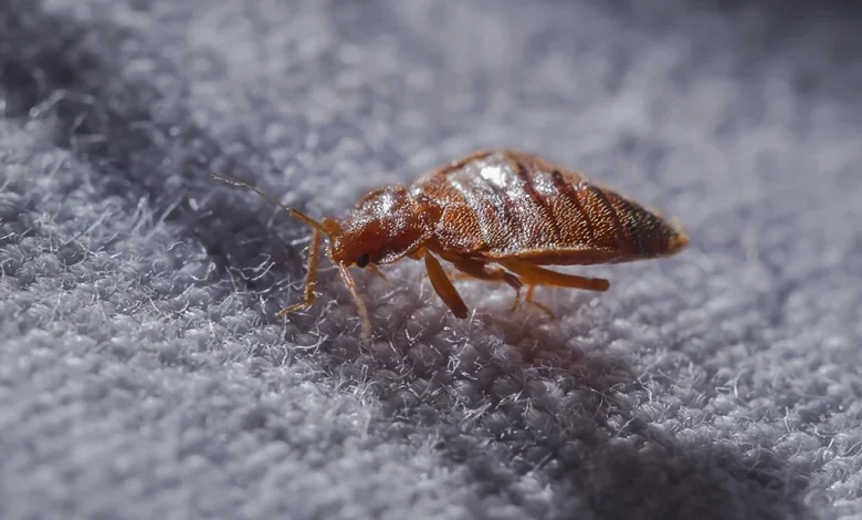 طريقة القضاء على البق نهائياً