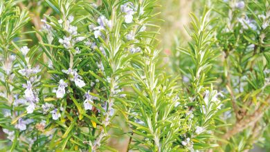 فوائد الروزماري للشعر