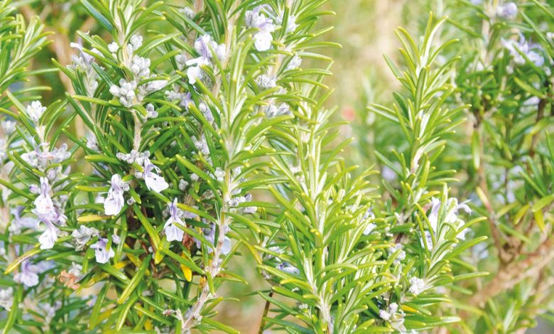 فوائد الروزماري للشعر