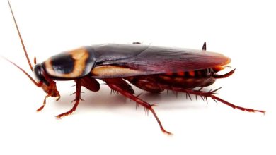 علاج الصراصير