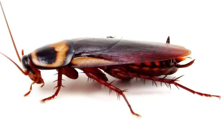 علاج الصراصير