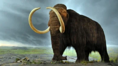 حيوانات منقرضة