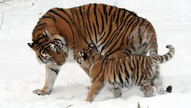 انواع النمور