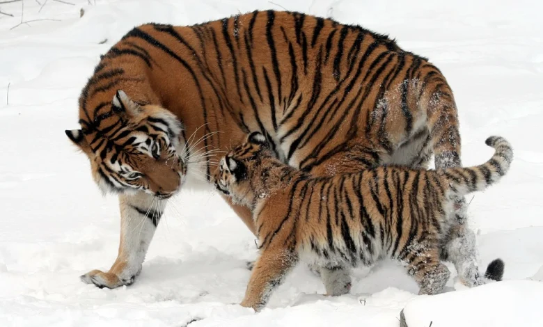 انواع النمور