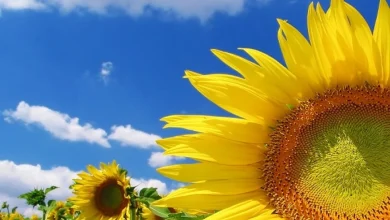 خلفيات كمبيوتر