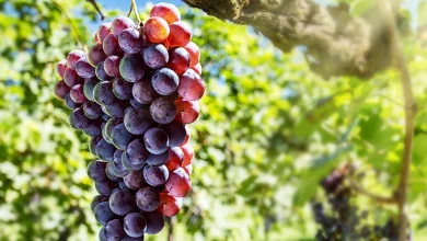 ما هي فوائد العنب