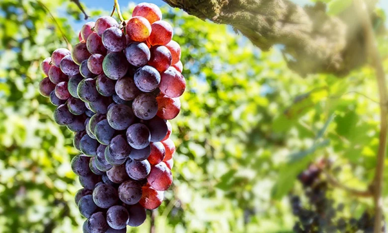 ما هي فوائد العنب
