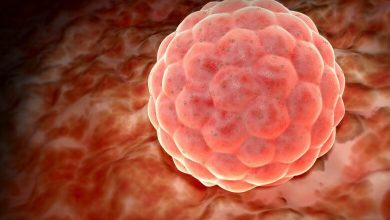 هل حجم البويضة 27 مناسب للحمل