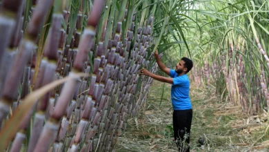 أين يزرع قصب السكر