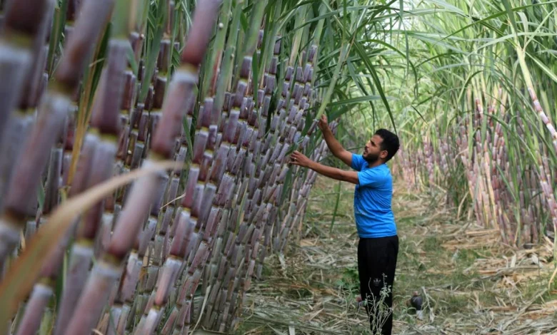 أين يزرع قصب السكر