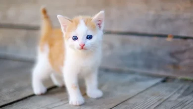 حكم بيع القطط