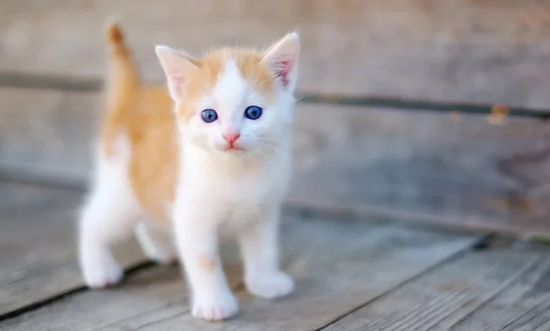 حكم بيع القطط