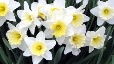 معلومات عن زهرة النرجس