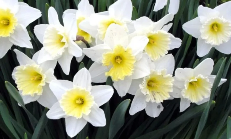 معلومات عن زهرة النرجس