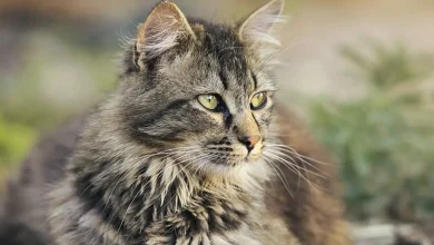 أسماء قطط ذكور