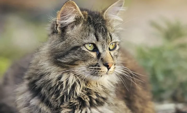 أسماء قطط ذكور