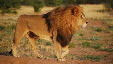 تفسير رؤية الأسد في المنام