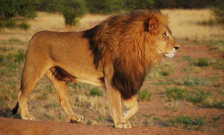 تفسير رؤية الأسد في المنام