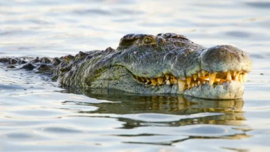تفسير رؤية التمساح في المنام