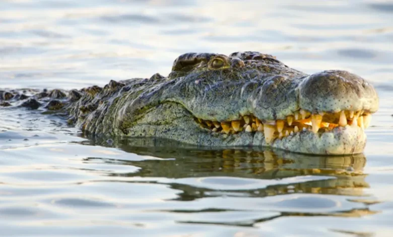 تفسير رؤية التمساح في المنام