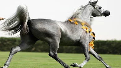 تفسير رؤية الخيل في المنام